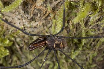 Media type: image;   Invertebrate Zoology 133443